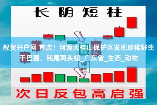 配资开户网 首次！河源大桂山保护区发现珍稀野生干巴菌、钝尾两头蛇_广东省_生态_动物